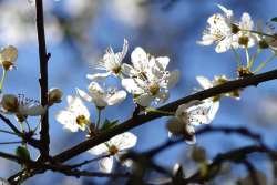 flowers-291902__480