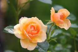 rose-616013__480