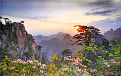 黃山春光
