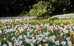 Field with flowers