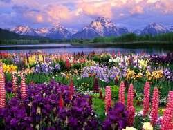 flowers-field-wallpaper