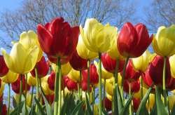 tulips-from-the-netherlands