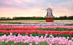 tulip-fields