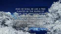 Psalms-1-3-KJV-bible-verse-desktop-wallpaper-I19001003-L05-TH