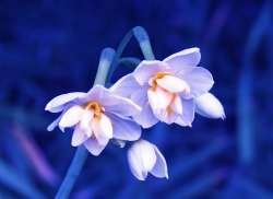 fall-flower-1183908
