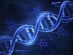 3-D_DNA