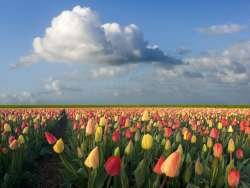 Dutch Tulip Netherlands_0